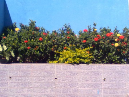 Jardim nos fundos da igreja